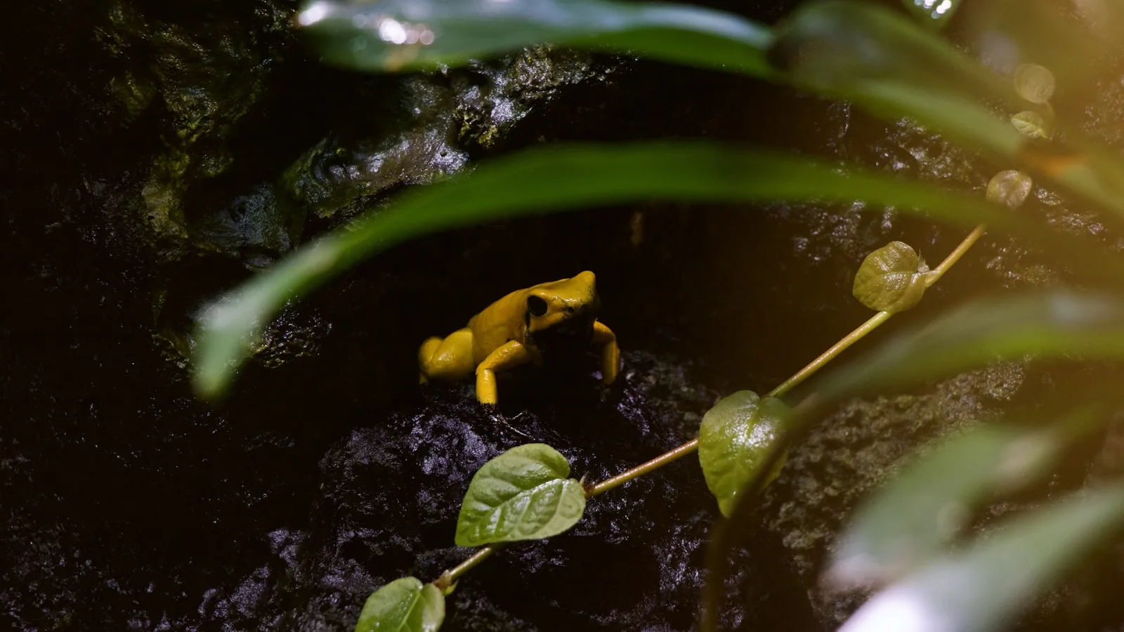 La jungle amazonienne : une nuit en forêt
