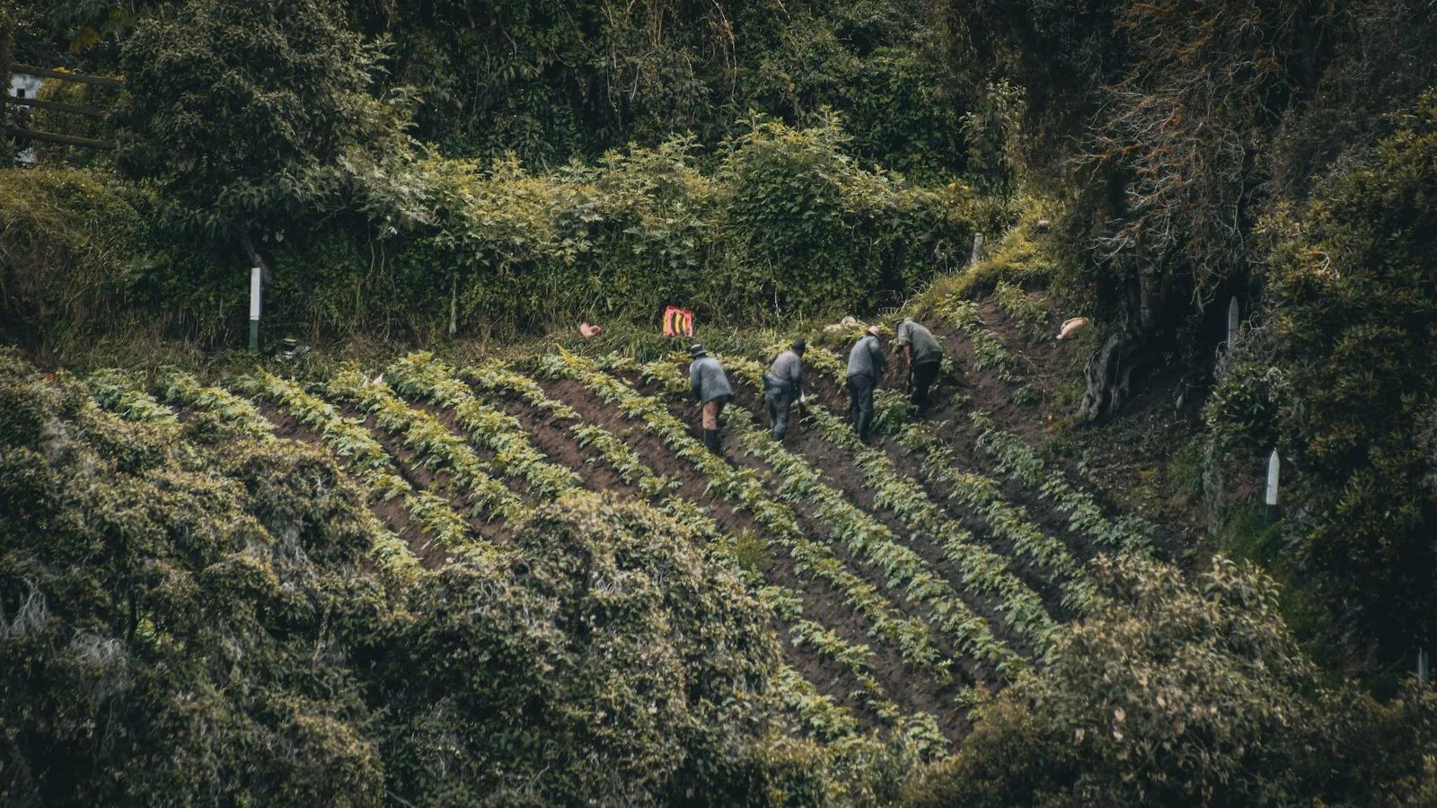 Comment visiter une finca caféière