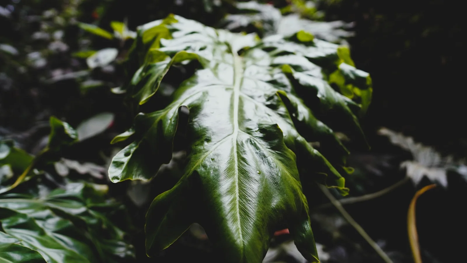Biodiversité du Chocó : un trésor naturel mondial