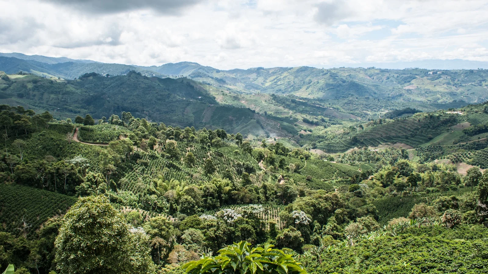 Les fincas caféières — Au cœur du café colombien