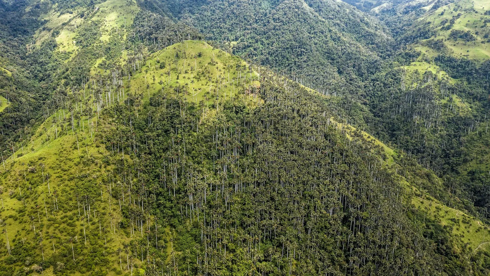Randonneur au milieu des palmiers de cire géants du Valle de Cocora près de Salento
